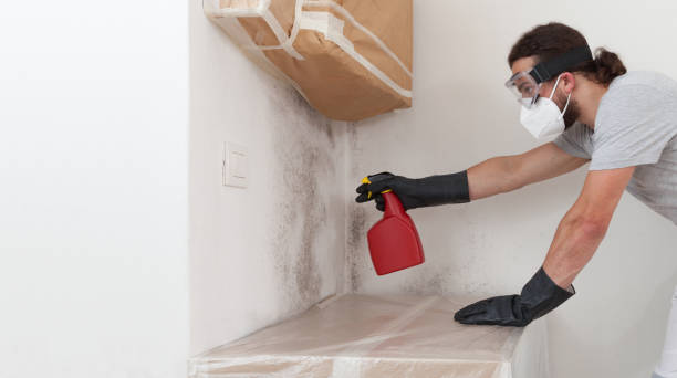 Professional Attic Mold Remediation technician working in Imler, PA