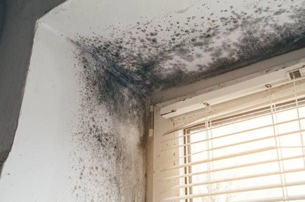 Affordable Attic Mold Remediation solutions in Imler, PA
